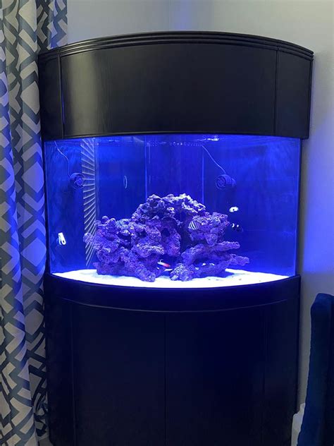 aquarium fish for sale near me.